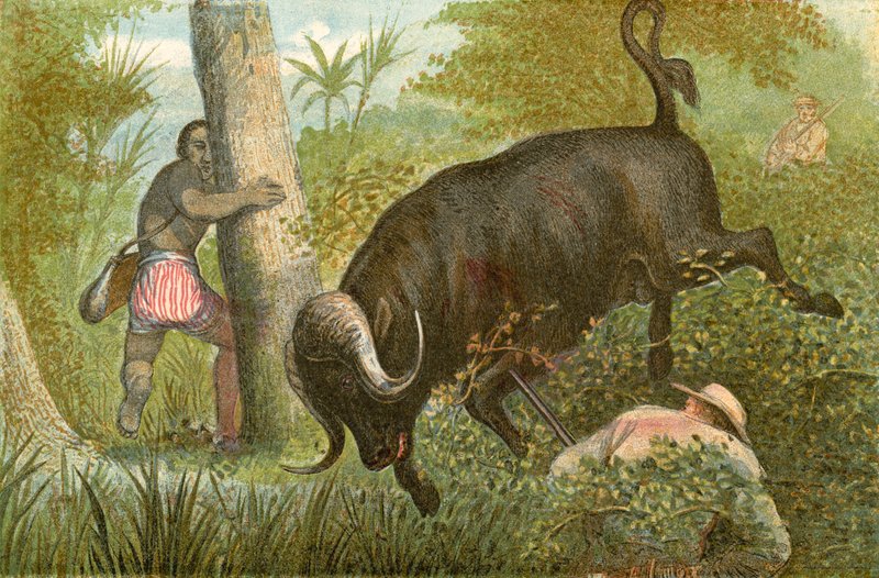 Buffalo – „Cudowna ucieczka” autorstwa English School