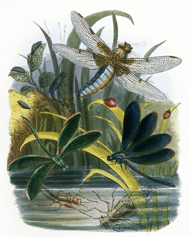 Wiwarium motyli autorstwa English School