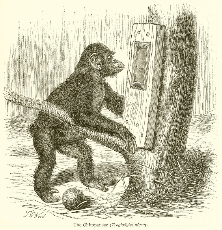 Szympans (Troglodyci Niger) autorstwa English School