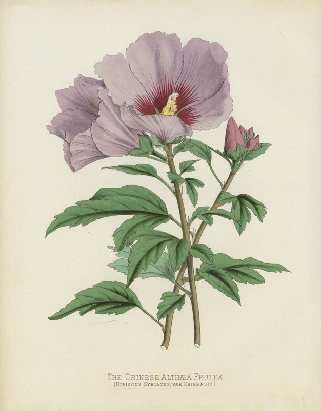 Chiński Althaea Frutex, Hibiscus Syriacus; var Chinensis autorstwa English School