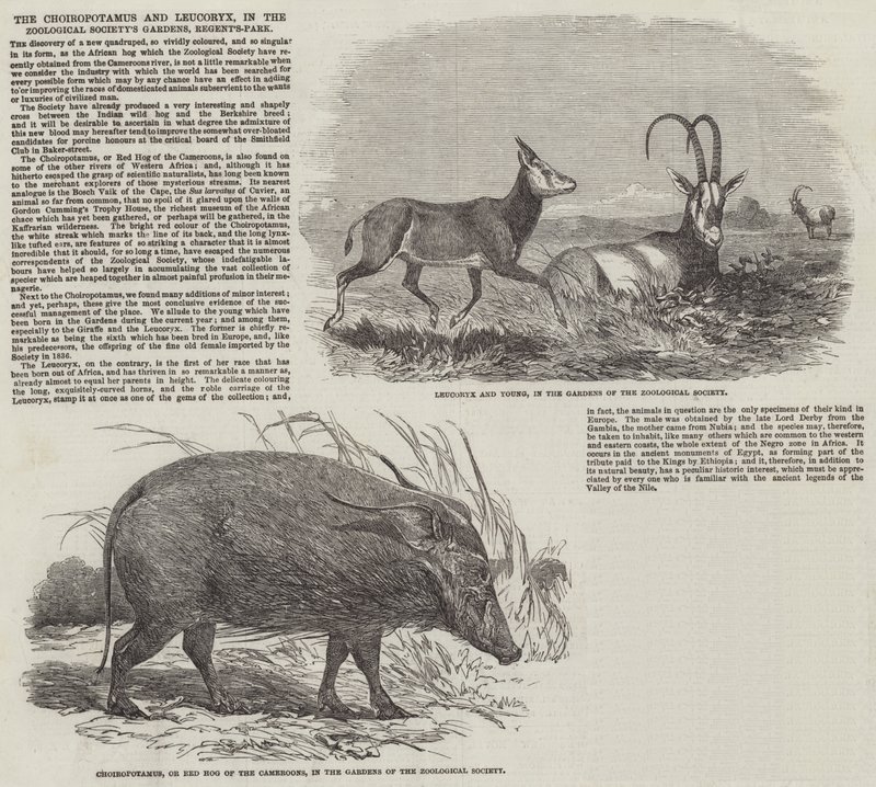 Choiropotamus i Leucoryx, w ogrodach Towarzystwa Zoologicznego, Regent
