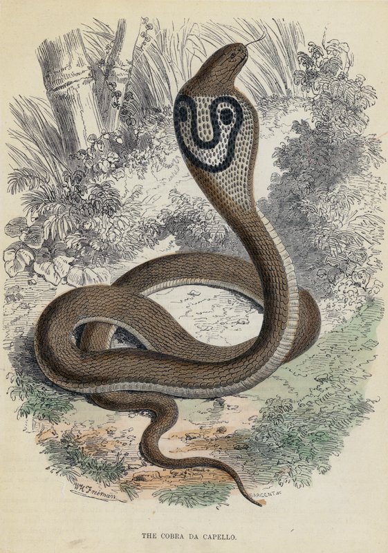 Cobra Da Capello (kolorowy grawerunek) autorstwa English School