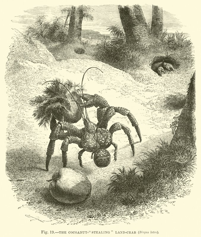 Krab kradnący orzechy kokosowe, Birgus latro autorstwa English School