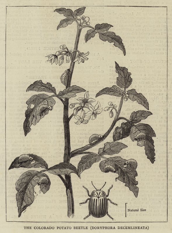 Stonka ziemniaczana , Doryphora decemlineata (grawerowanie) autorstwa English School