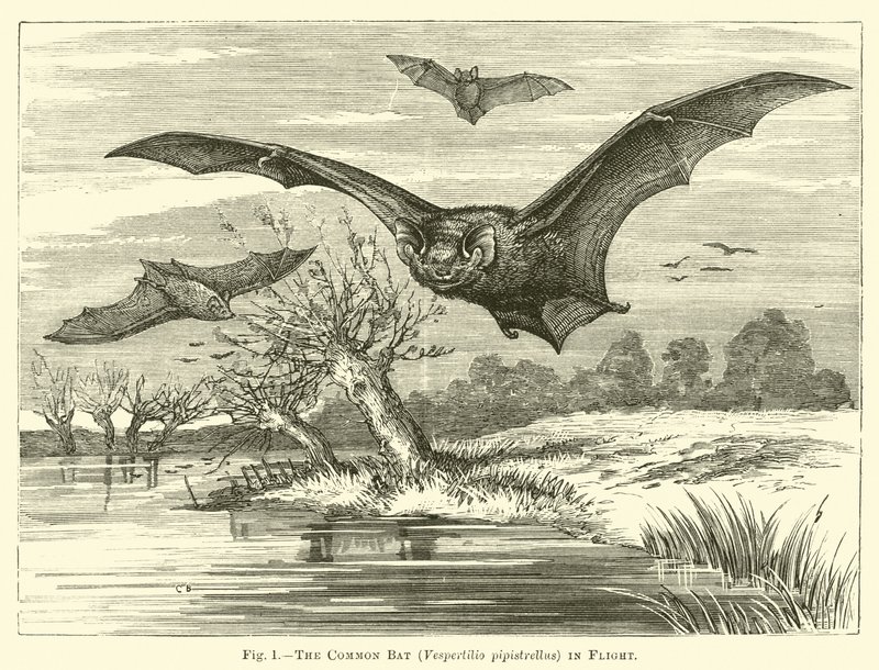 Nietoperz zwyczajny, Vespertilio pipistrellus, w locie autorstwa English School