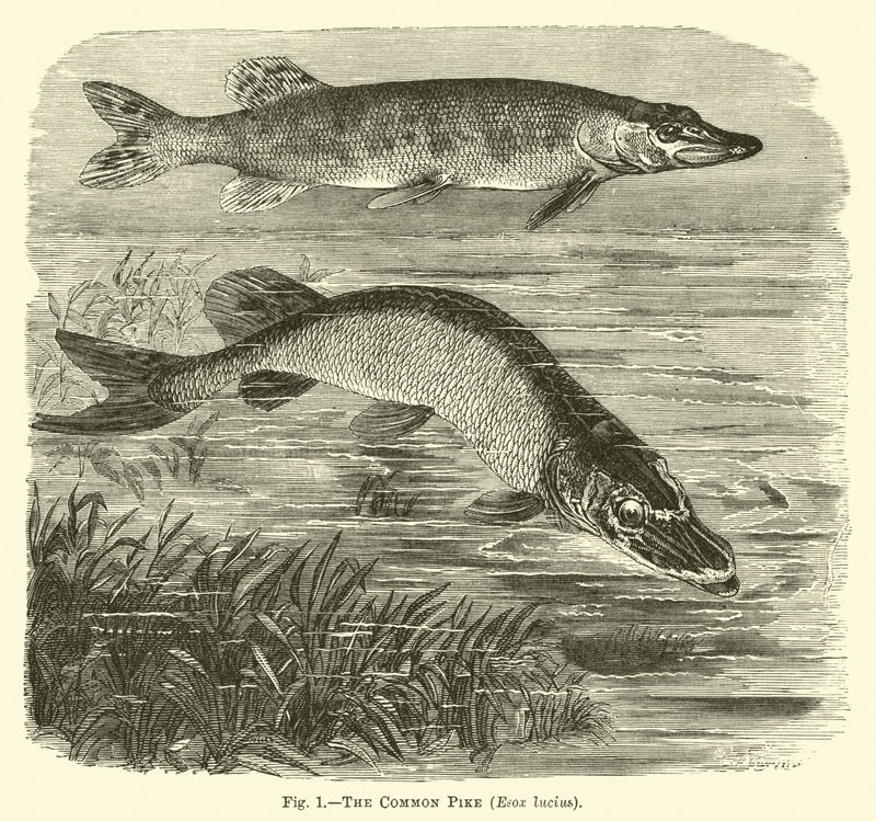 Szczupak zwyczajny, Esox lucius autorstwa English School