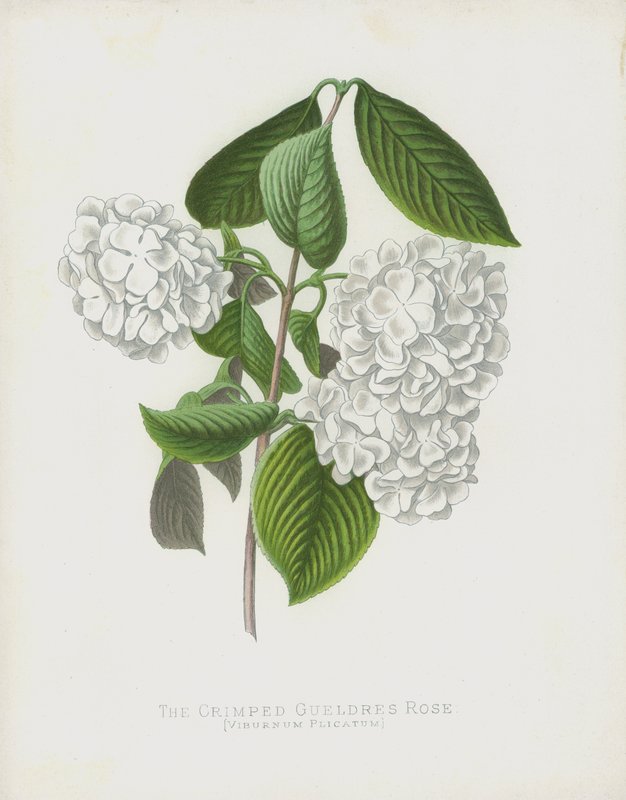 karbowana róża z Gueldres, Viburnum Plicatum; var Dilatata autorstwa English School