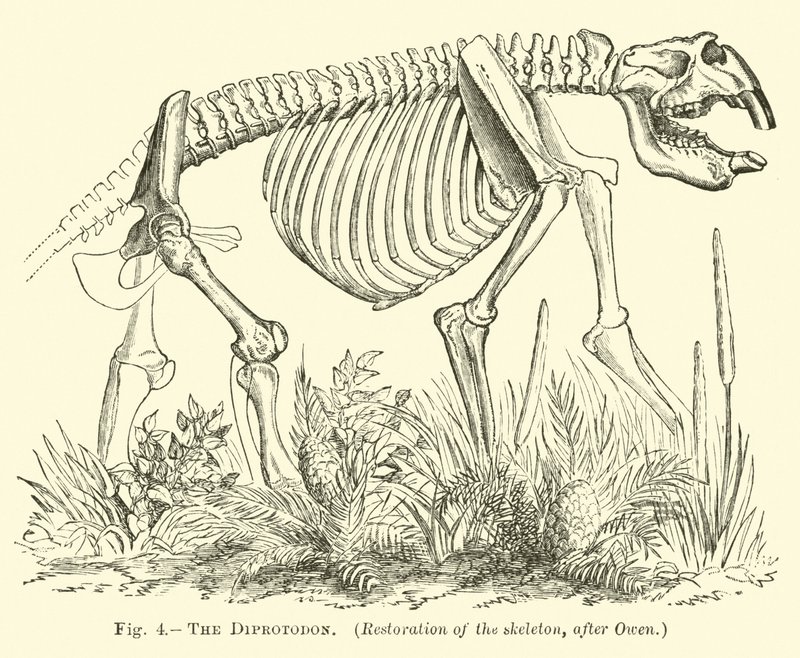 Diprotodon autorstwa English School