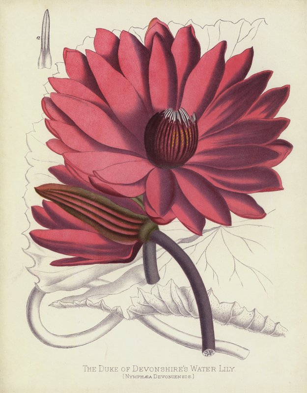 Lilia wodna księcia Devonshires, Nymphaea Devoniensis autorstwa English School