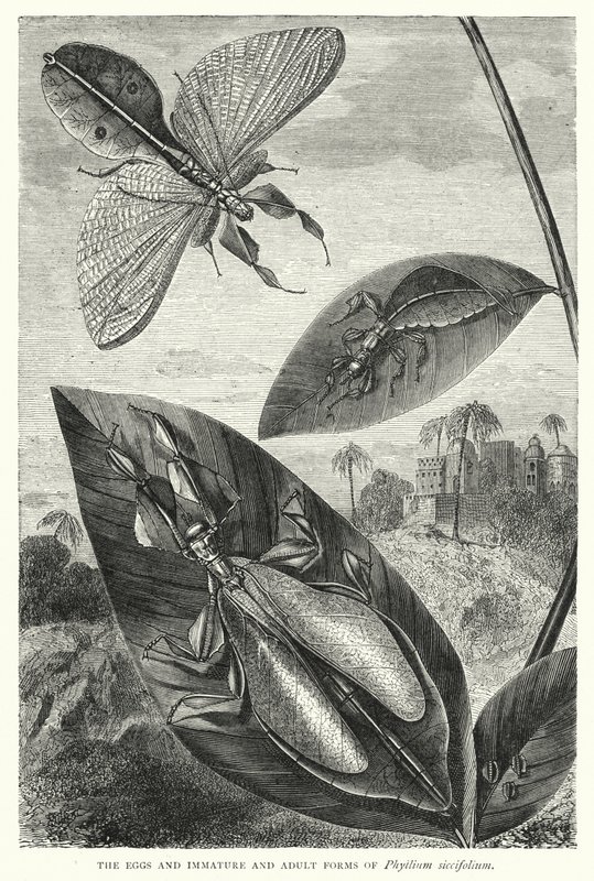 Jaja oraz niedojrzałe i dorosłe formy Phyllium siccifolium (rycina) autorstwa English School