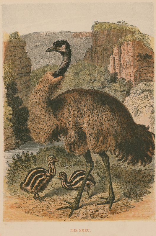 Emu autorstwa English School