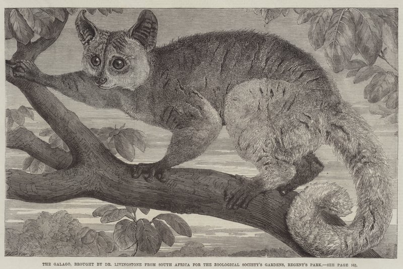 Galago, przywieziony przez dr Livingstone