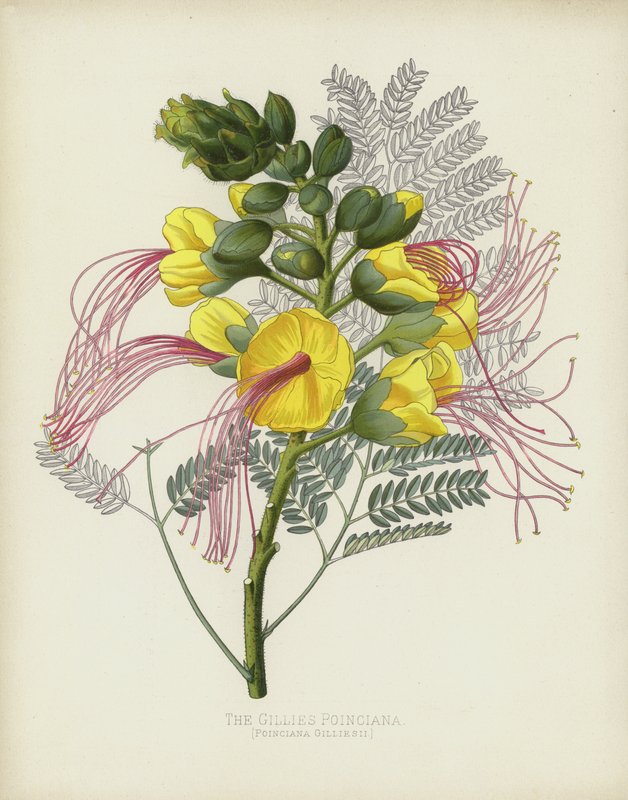The Gillies Poinciana, Poinciana Gilliesii autorstwa English School