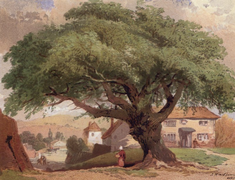 The Great Ash, scena w Surrey (kolor lito) autorstwa English School