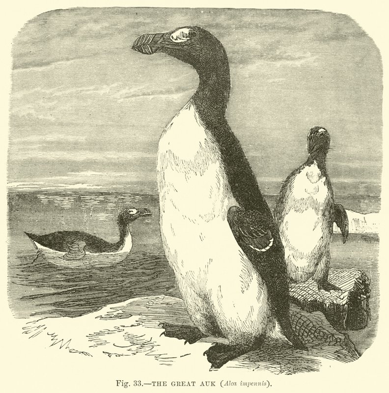 Alka olbrzymia, Alca impennis autorstwa English School