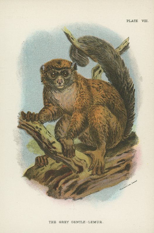 Szary Łagodny Lemur autorstwa English School