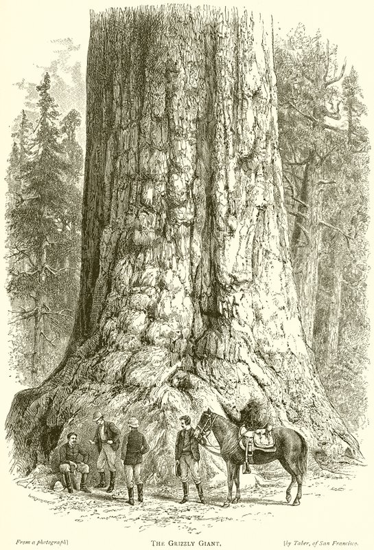 Grizzly Giant autorstwa English School