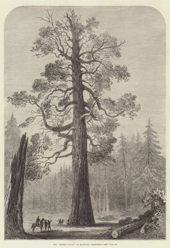 „Grizzly Giant” z Mariposa w Kalifornii (rycina) autorstwa English School