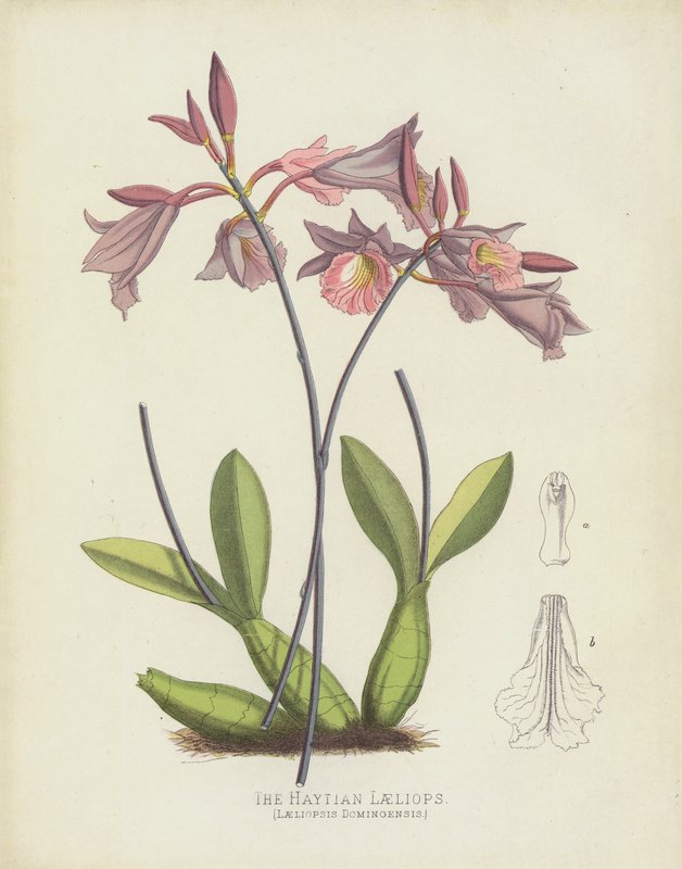 Haytian Laeliops, Laeliopsis Domingensis autorstwa English School
