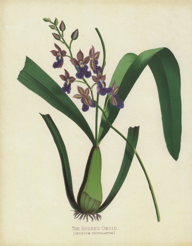 Zakapturzony Oncid, Oncidium Cuccullatum autorstwa English School