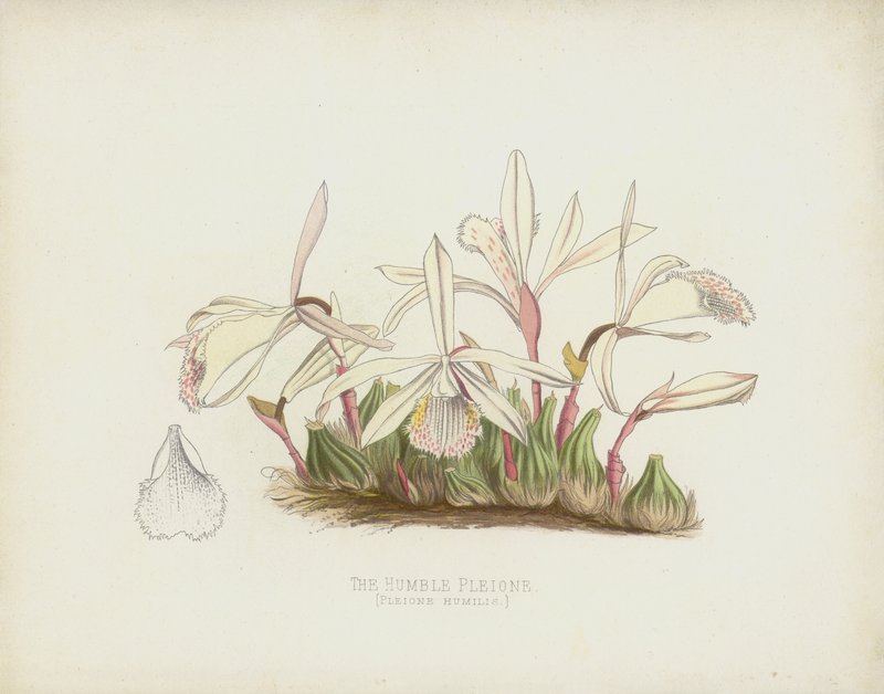 Skromny Pleione, Pleione Humilis autorstwa English School