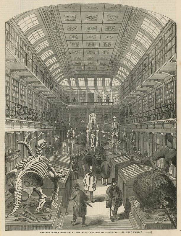 Hunterian Museum w Royal College of Surgeons autorstwa English School
