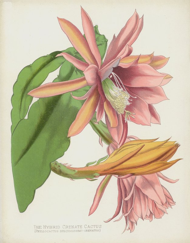 Hybrydowy kaktus krenate, Phyllocactus speciosissimo-Crenatus autorstwa English School