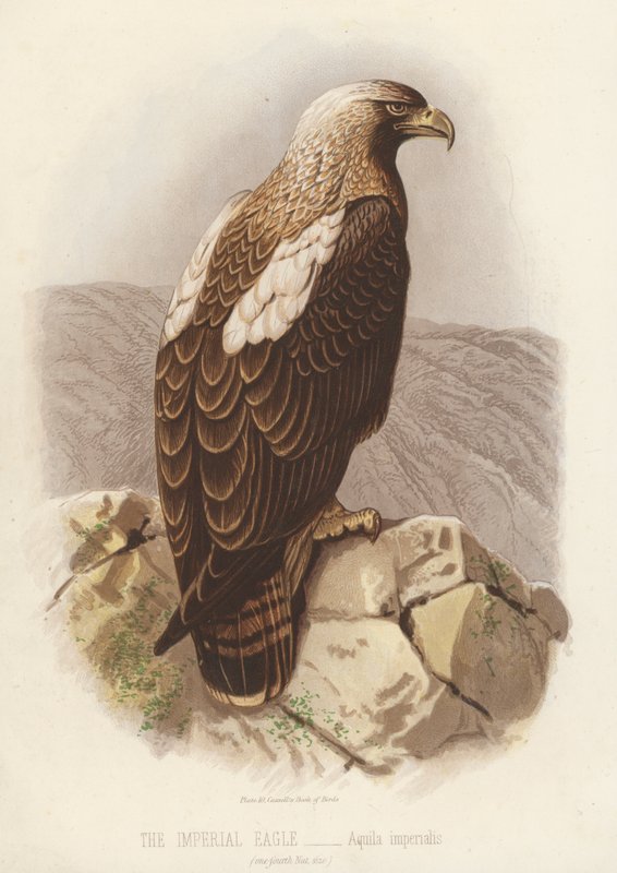 Orzeł cesarski, Aquila Imperialis (kolorowa litografia) autorstwa English School