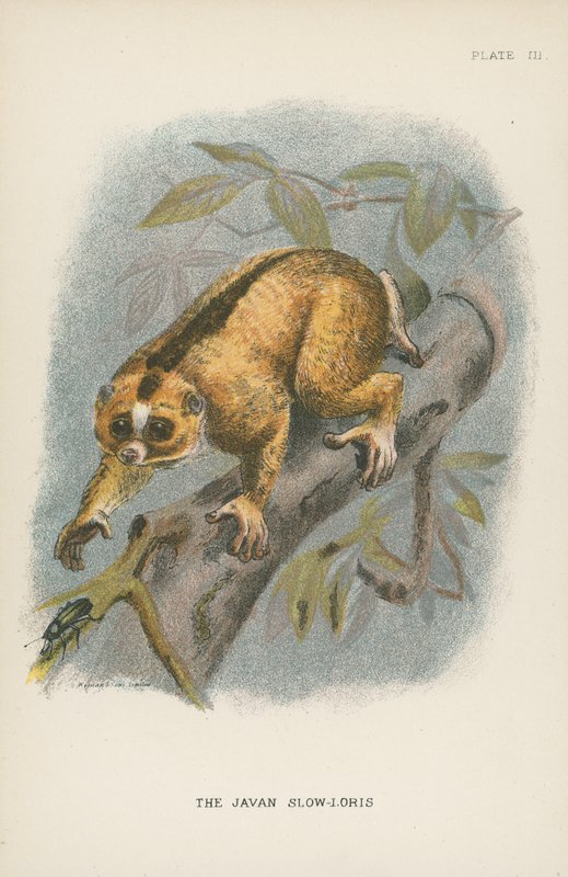 Jawajski Powolny Loris autorstwa English School