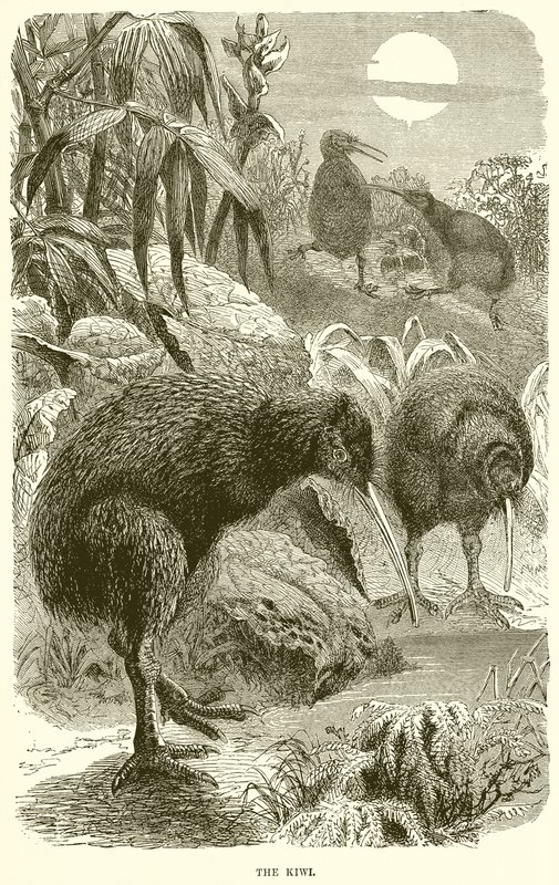 Kiwi autorstwa English School