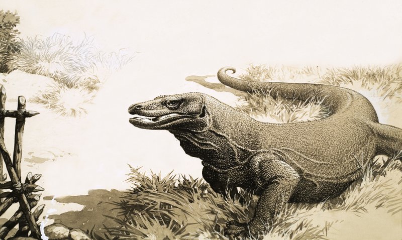 Smok z Komodo autorstwa English School