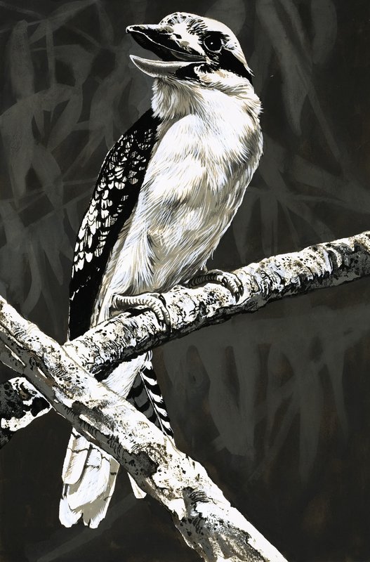 Kookaburra autorstwa English School