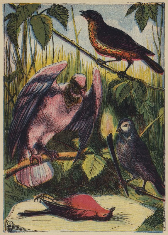 Linnet, gołąb i kogut (kolorowa litografia) autorstwa English School