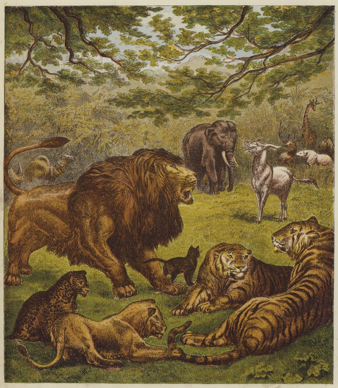 The Lion