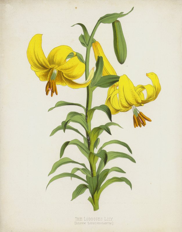 Lilia Loddiges, Lilium Loddigesianum autorstwa English School