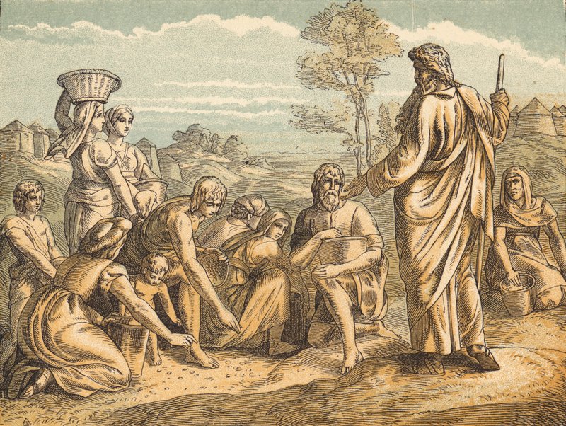 Manna (kolorowy grawerunek) autorstwa English School