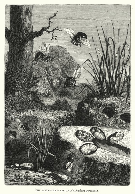 Metamorfozy Anthophora personata (grafika) autorstwa English School