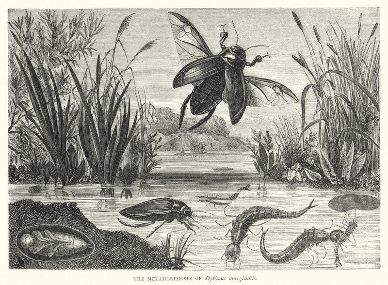 Metamorfozy Dytiscus marginalis (rycina) autorstwa English School