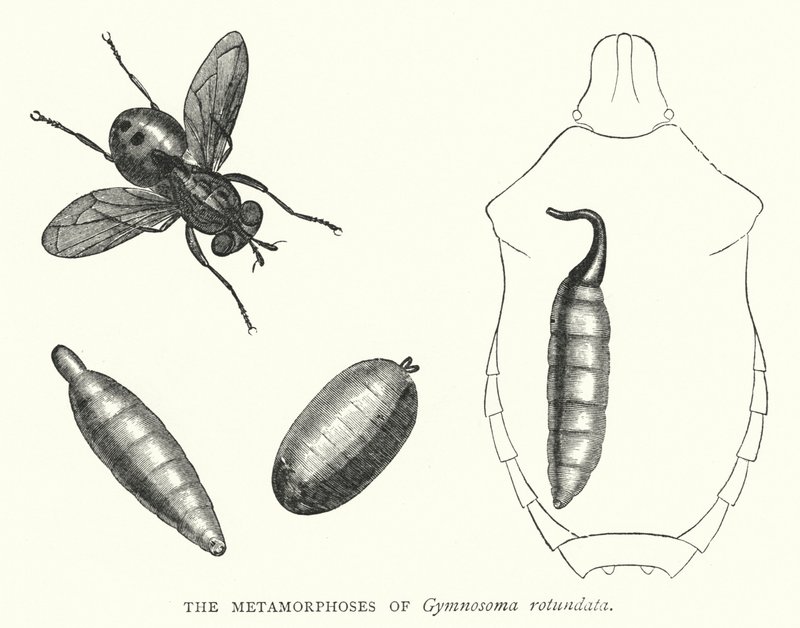 Metamorfozy Gymnosoma rotundata (grawerowanie) autorstwa English School