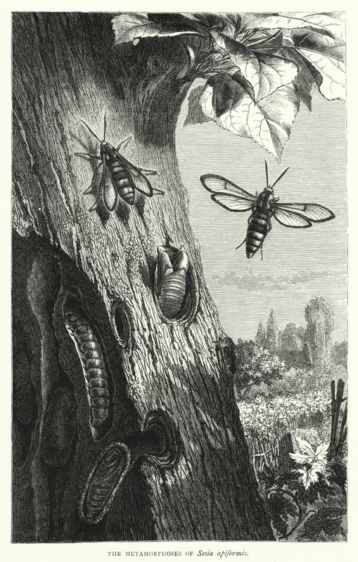 Metamorfozy Sesia apiformis (grafika) autorstwa English School