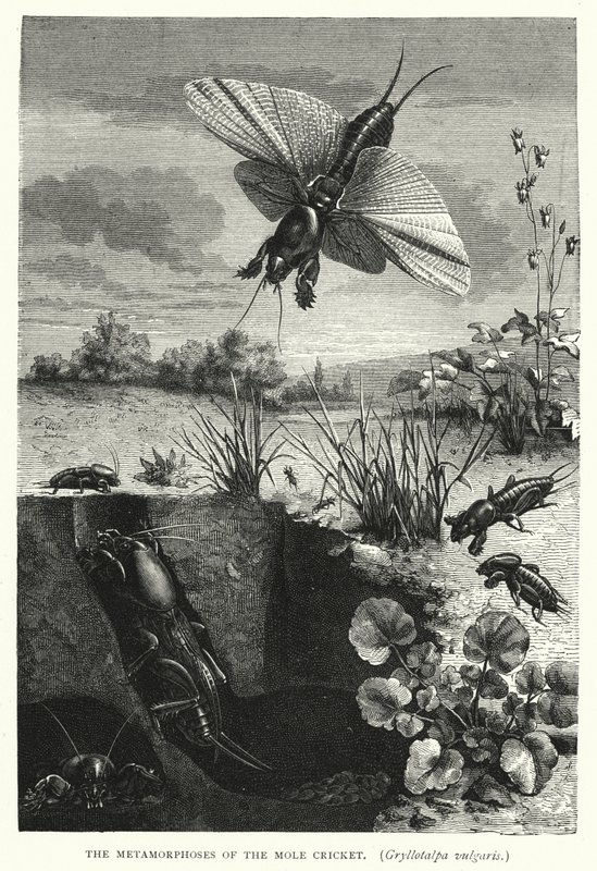 Metamorfozy świerszcza pospolitego Gryllotalpa vulgaris (rycina) autorstwa English School