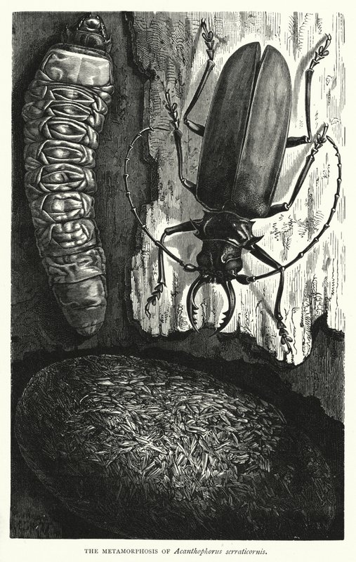Metamorfoza Acanthophorus serraticornis (rycina) autorstwa English School