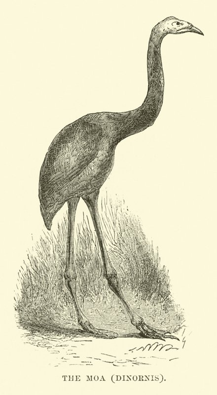 Moa, Dinornis autorstwa English School
