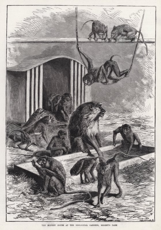 Małpi domek w ogrodach zoologicznych, Regent