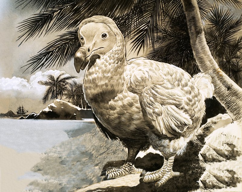 Tajemniczy ptak z Mauritiusa (The Dodo) autorstwa English School