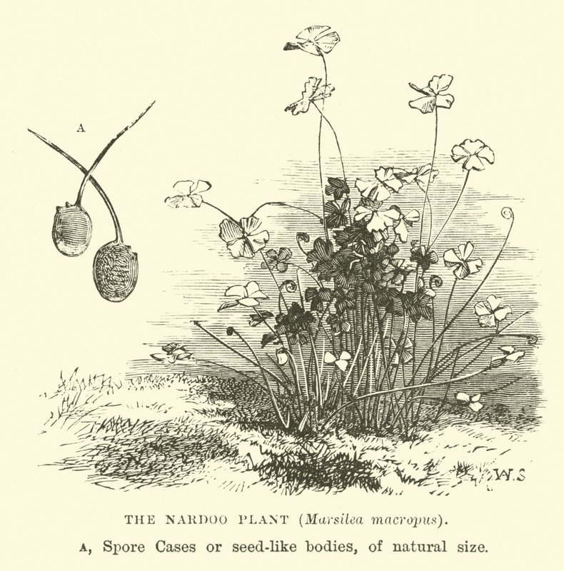 Roślina Nardoo, Marsilea macropus autorstwa English School