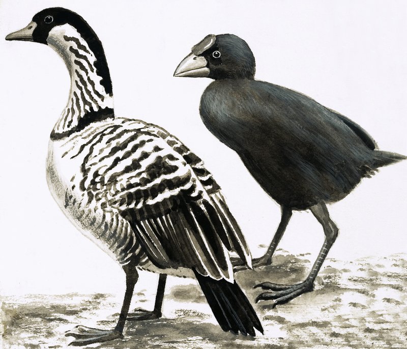 Ne-Ne lub gęś hawajska i ptak Takahe autorstwa English School