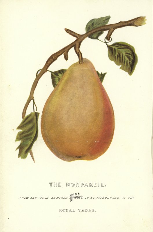 Nonpareil autorstwa English School