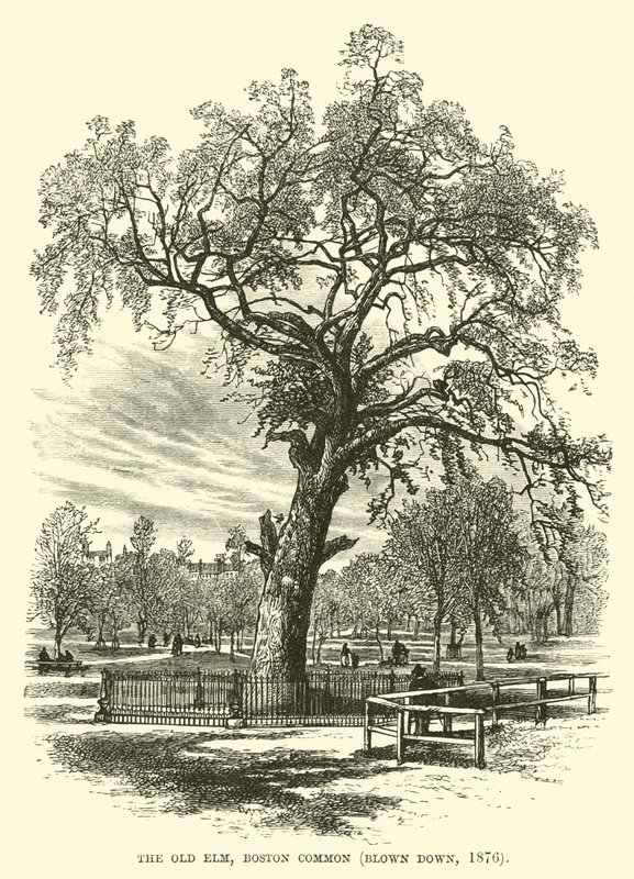 Stary Wiąz, Boston Common, zdmuchnięty, 1876 autorstwa English School