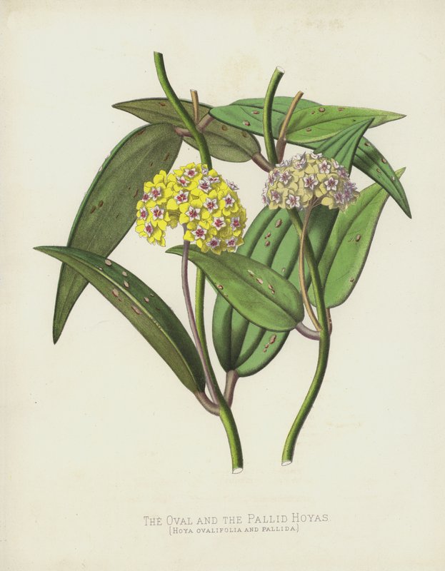Hoje owalne i bladolice, Hoya Ovalifolia i Pallida autorstwa English School